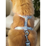 Laisse pour chat Stylicat