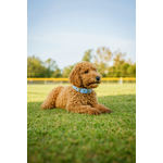collier chien en biothane stylidog