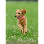 collier chien en biothane stylidog