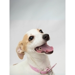 collier chien en biothane stylidog