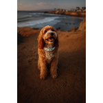 collier chien en biothane stylidog