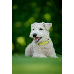 collier chien en biothane stylidog