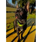 collier chien stylidog