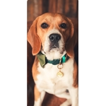 collier chien stylidog