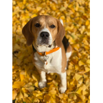 colmlier stylidog biothane