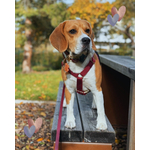 harnais stylidog