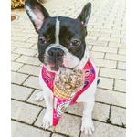 Friandise chien 6