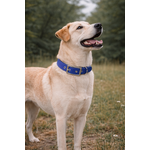 Collier pour chien biothane