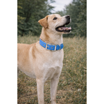 collier biothane stylidog 2