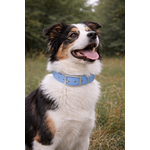 collier biothane stylidog 1