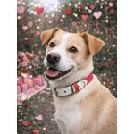 pack saint valentin stylidog