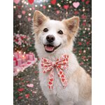 pack saint valentin stylidog
