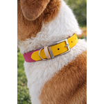 collier pour chien personnalisé stylidog