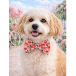 Noeud papillon stylidog
