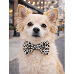 Noeud papillon stylidog