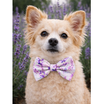 Noeud papillon stylidog