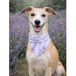 bandana chien stylidog