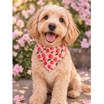 bandana chien stylidog