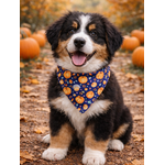 bandana chien stylidog