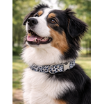collier pour chien original STYLIDOG