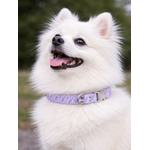 collier pour chien original STYLIDOG