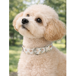 collier pour chien original STYLIDOG