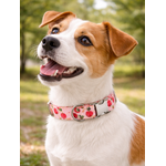 collier pour chien original STYLIDOG