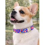 collier pour chien original STYLIDOG