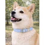 collier pour chien original STYLIDOG