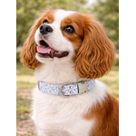 collier pour chien original STYLIDOG