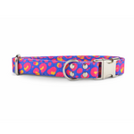 collier pour chien original STYLIDOG