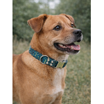 collier pour chien original STYLIDOG
