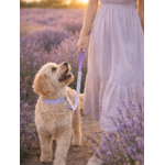 Laisse pour chien stylidog (8)