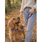 Laisse pour chien stylidog (14)