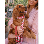Laisse stylidog pour chien (12)