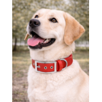 Collier biothane Etsy stylidog_20260331_170445_0045