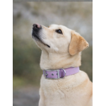 Collier biothane Etsy stylidog_20260331_170446_0052