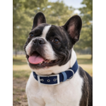 Collier biothane Etsy stylidog_20260331_170446_0056