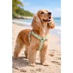 Cocker Spaniel sur la plage en harnais