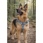 Chien berger allemand en forêt automnale