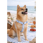 Chien Shiba Inu en pique-nique à la plage