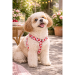 Cavapoo en harnais cerise et soleil