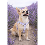 Chihuahua au milieu des lavandes