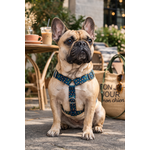 Portrait dun bulldog français élégant