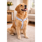 Chien heureux dans un salon élégant