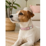collier pour chien stylidog