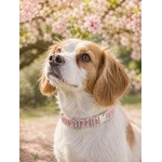 collier pour chien stylidog