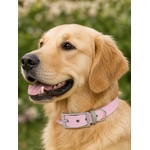 collier pour chien stylidog