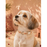 collier pour chien stylidog