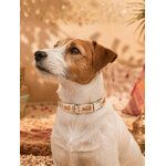 collier pour chien stylidog